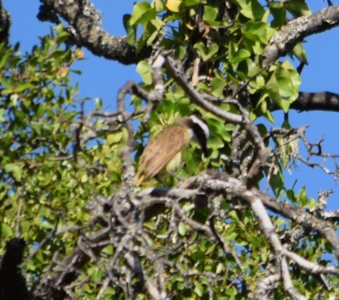 Great Kiskadee - ML209986741