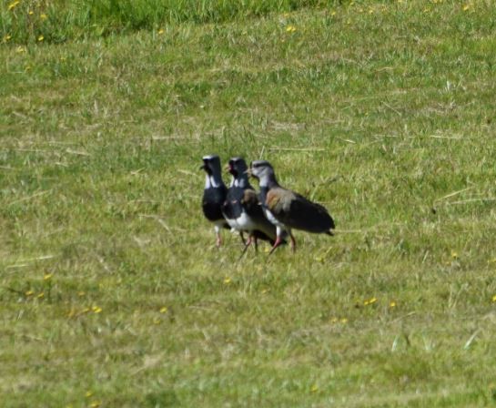 Southern Lapwing - ML209986761