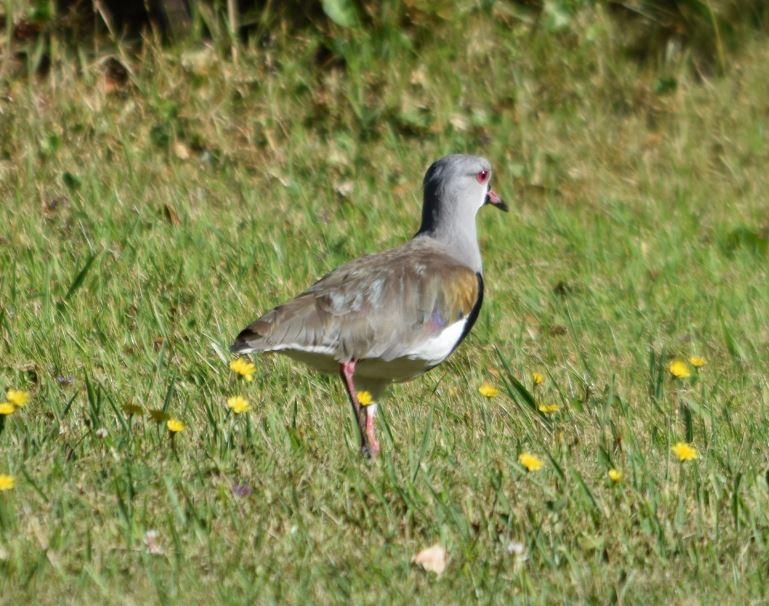 Southern Lapwing - ML209986781