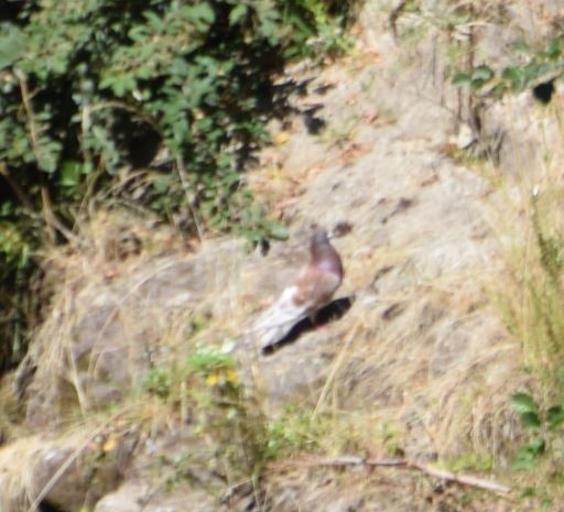 Rock Pigeon (Feral Pigeon) - ML209986841