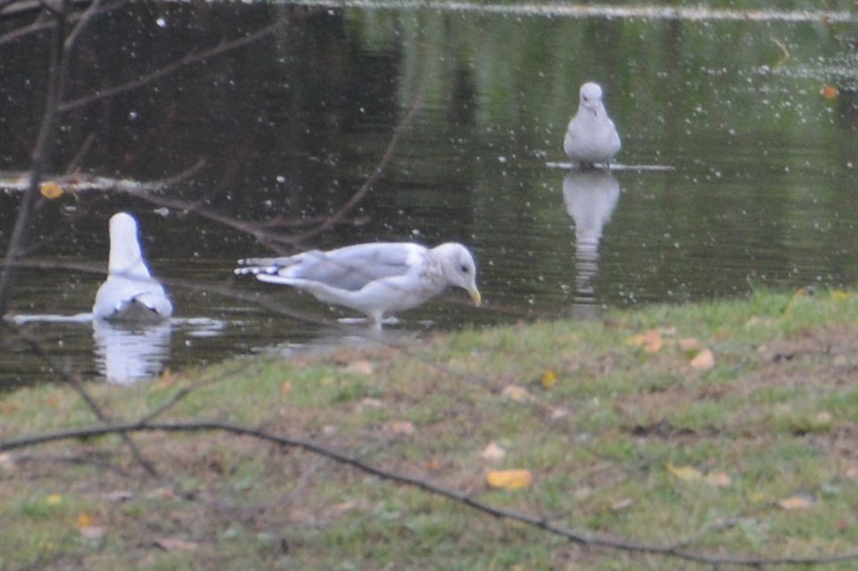 Iceland Gull (Thayer's) - ML20998751