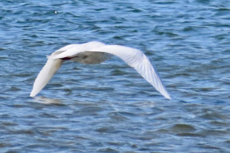 Glaucous Gull - Steven Weiss