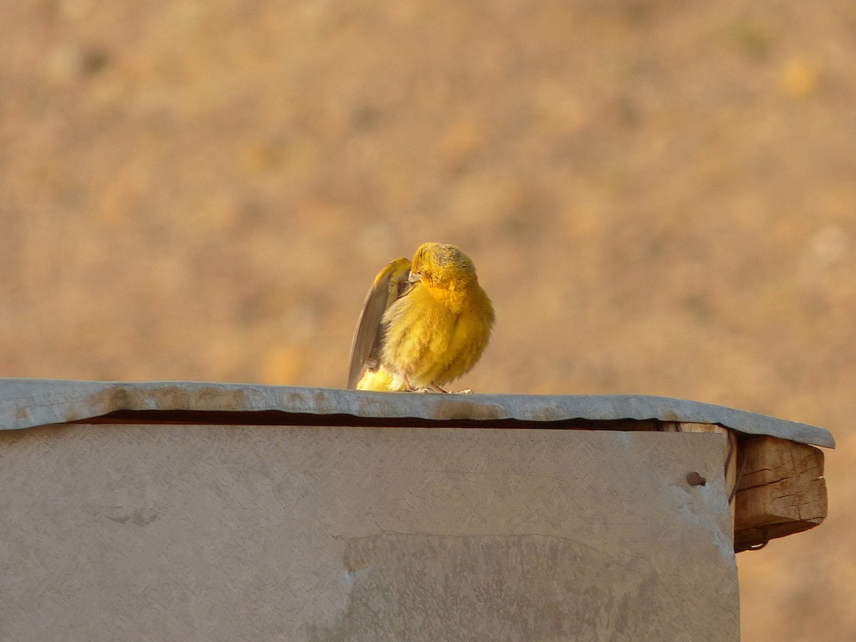 Greater Yellow-Finch - ML209990001