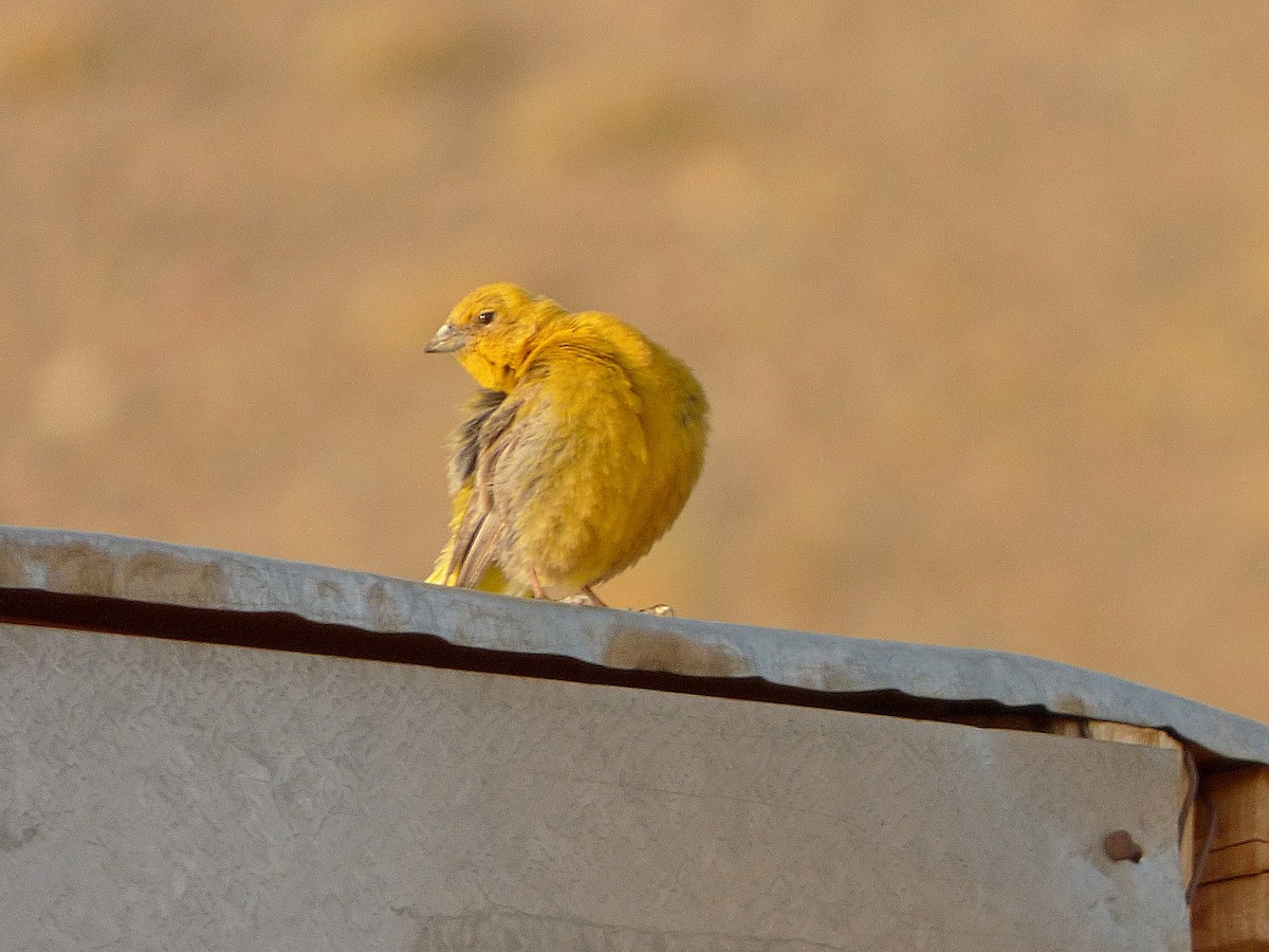 Greater Yellow-Finch - ML209990021