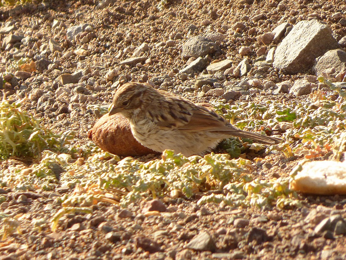 Rufous-collared Sparrow - ML209990201