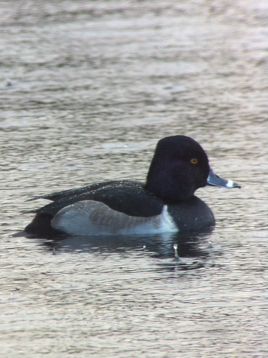 Ring-necked Duck - ML20999031