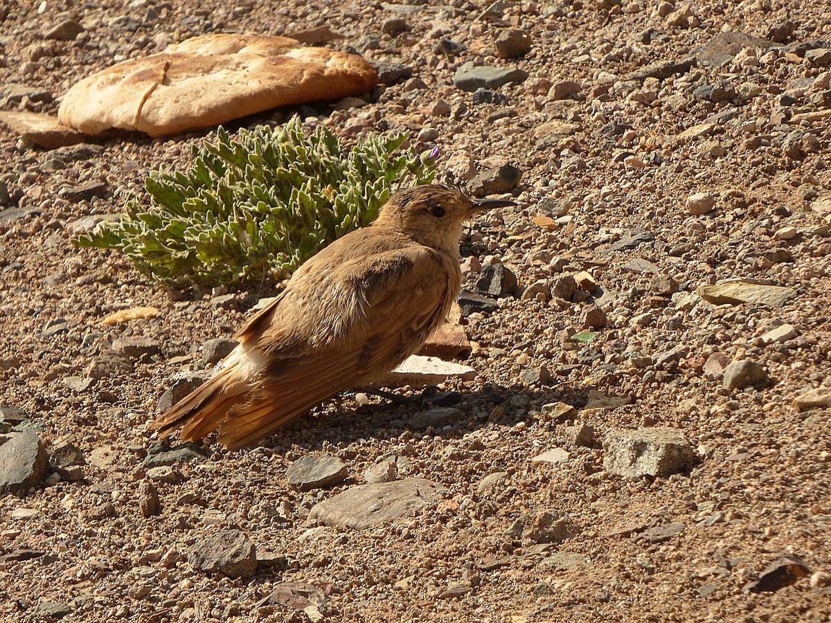 Creamy-rumped Miner - ML209990331