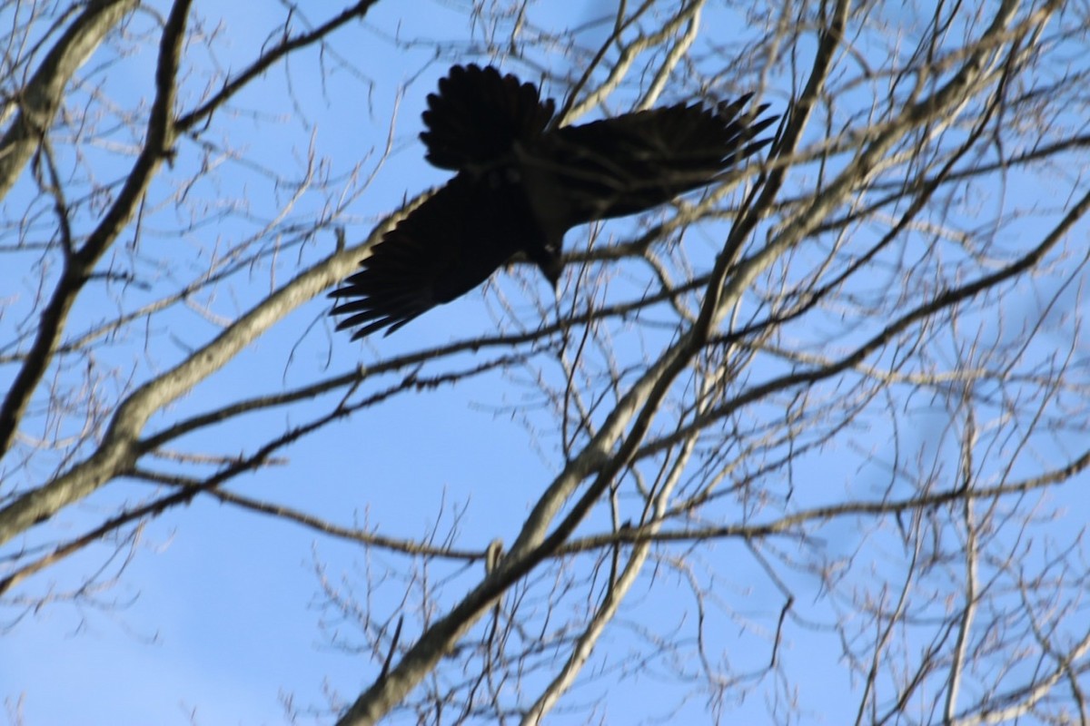 Common Raven - ML209991011