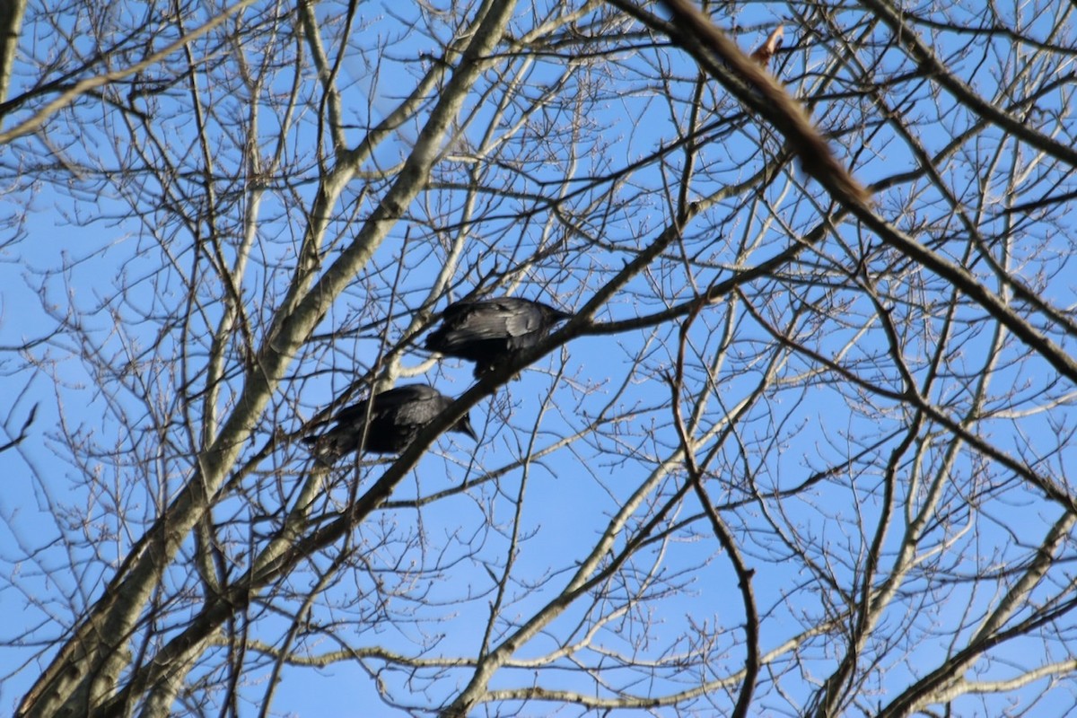 Common Raven - ML209991021