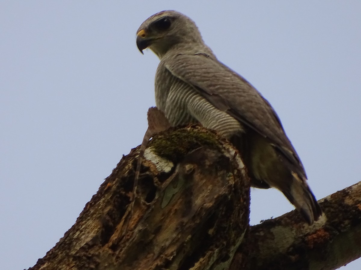 Gray-lined Hawk - ML209991661