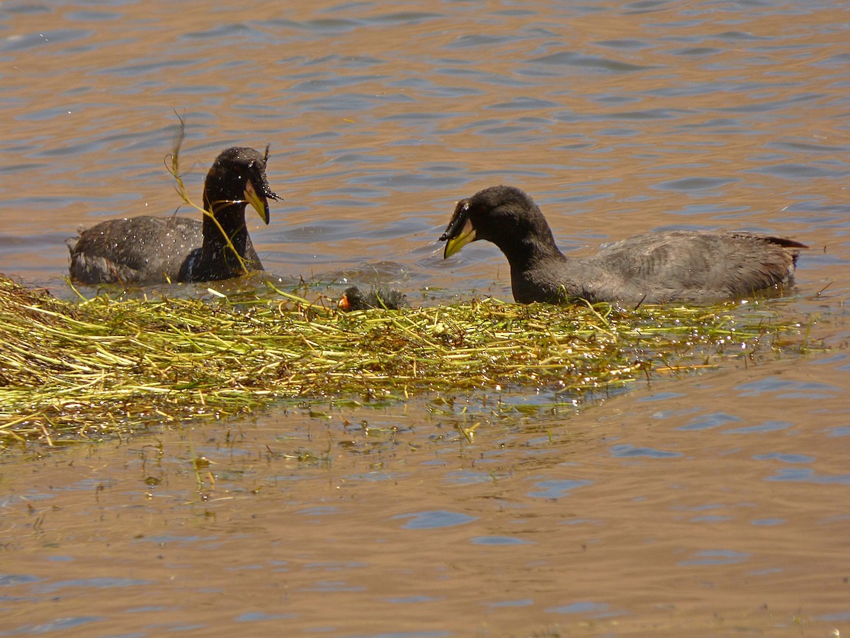 Horned Coot - ML209991691