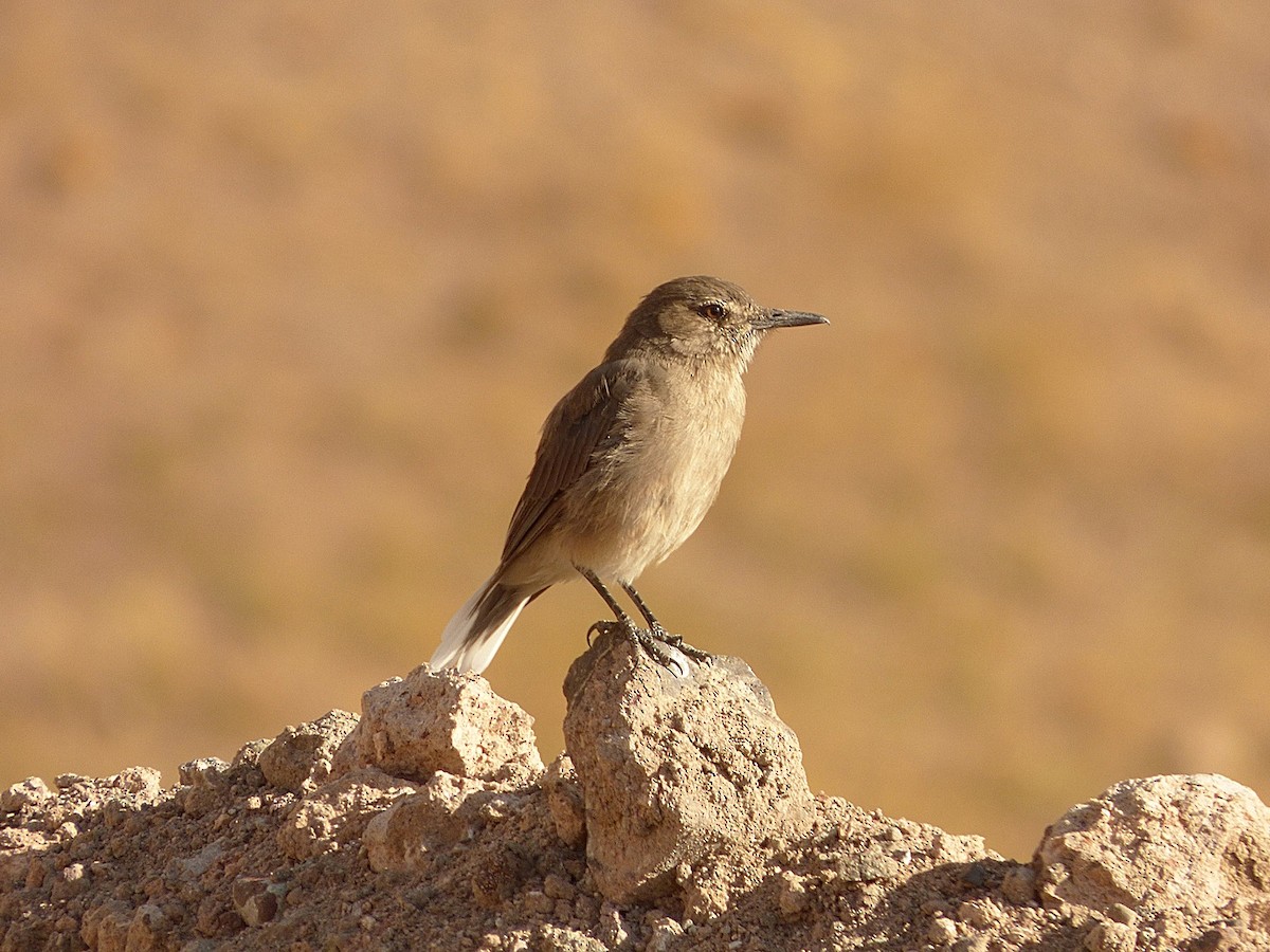 Black-billed Shrike-Tyrant - ML209992051