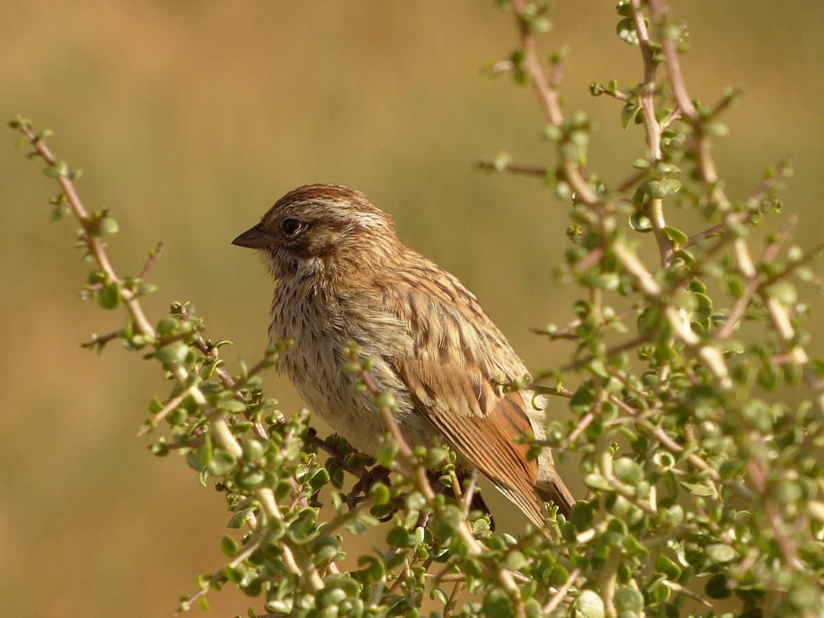 Rufous-collared Sparrow - ML209992221
