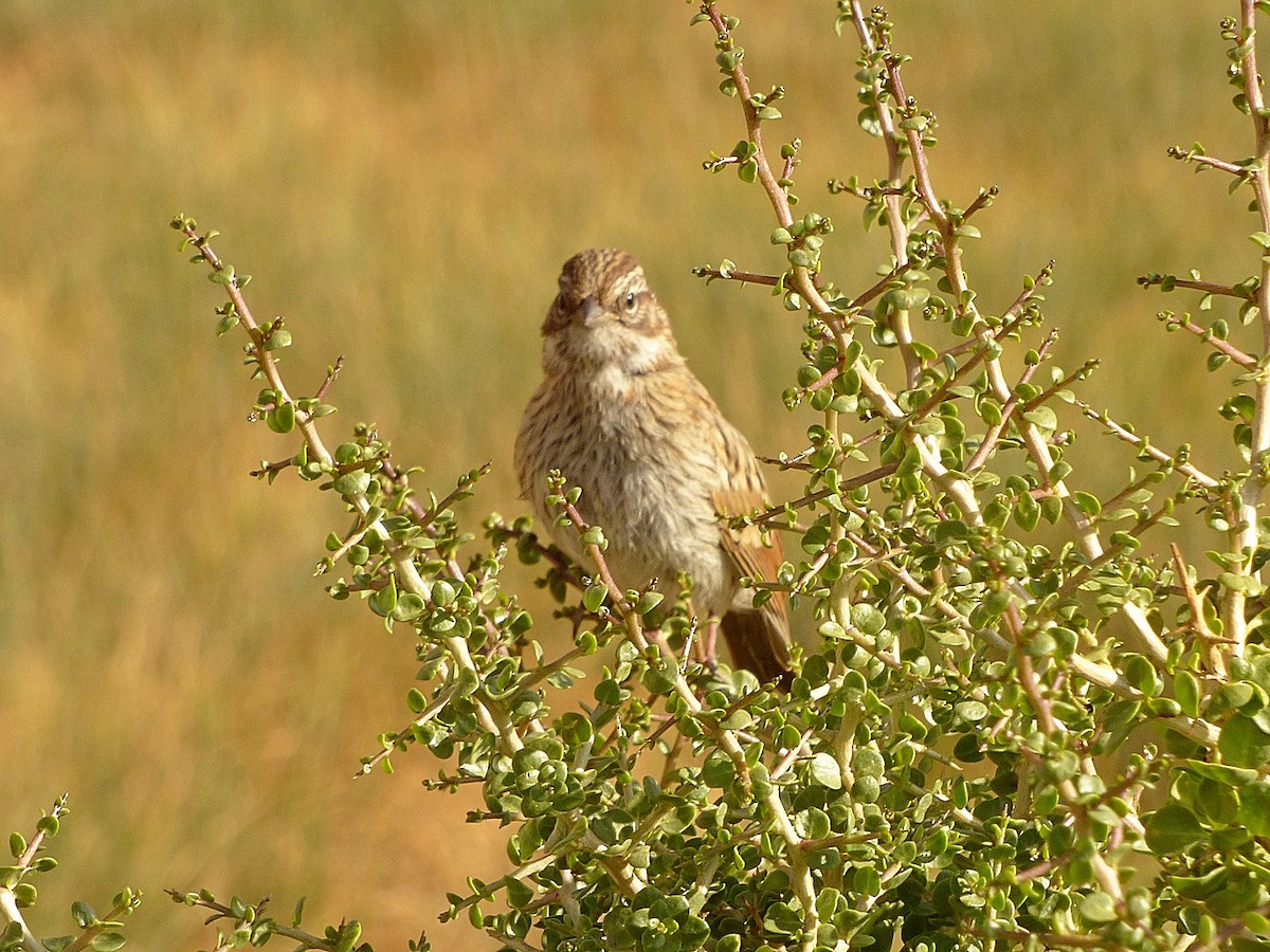 Rufous-collared Sparrow - ML209992261