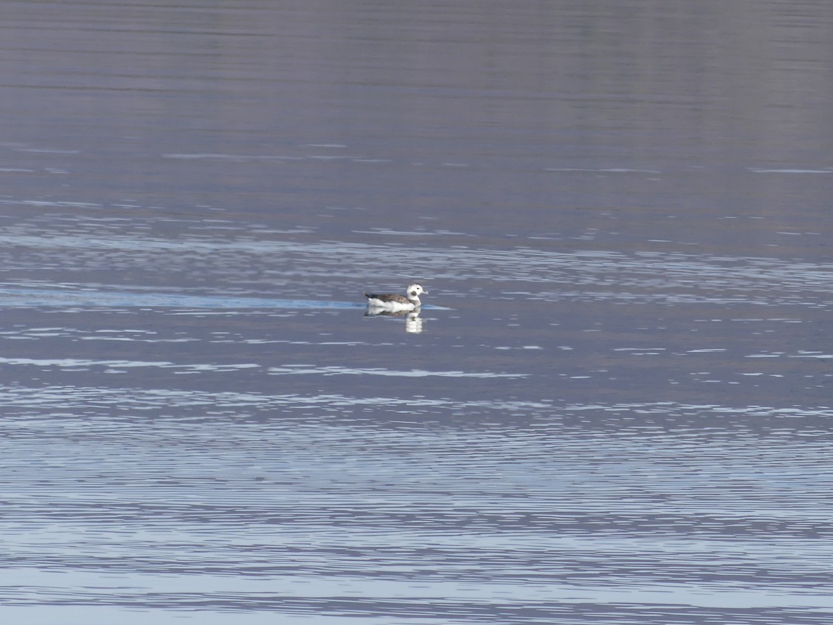 Long-tailed Duck - Kenneth Tucker