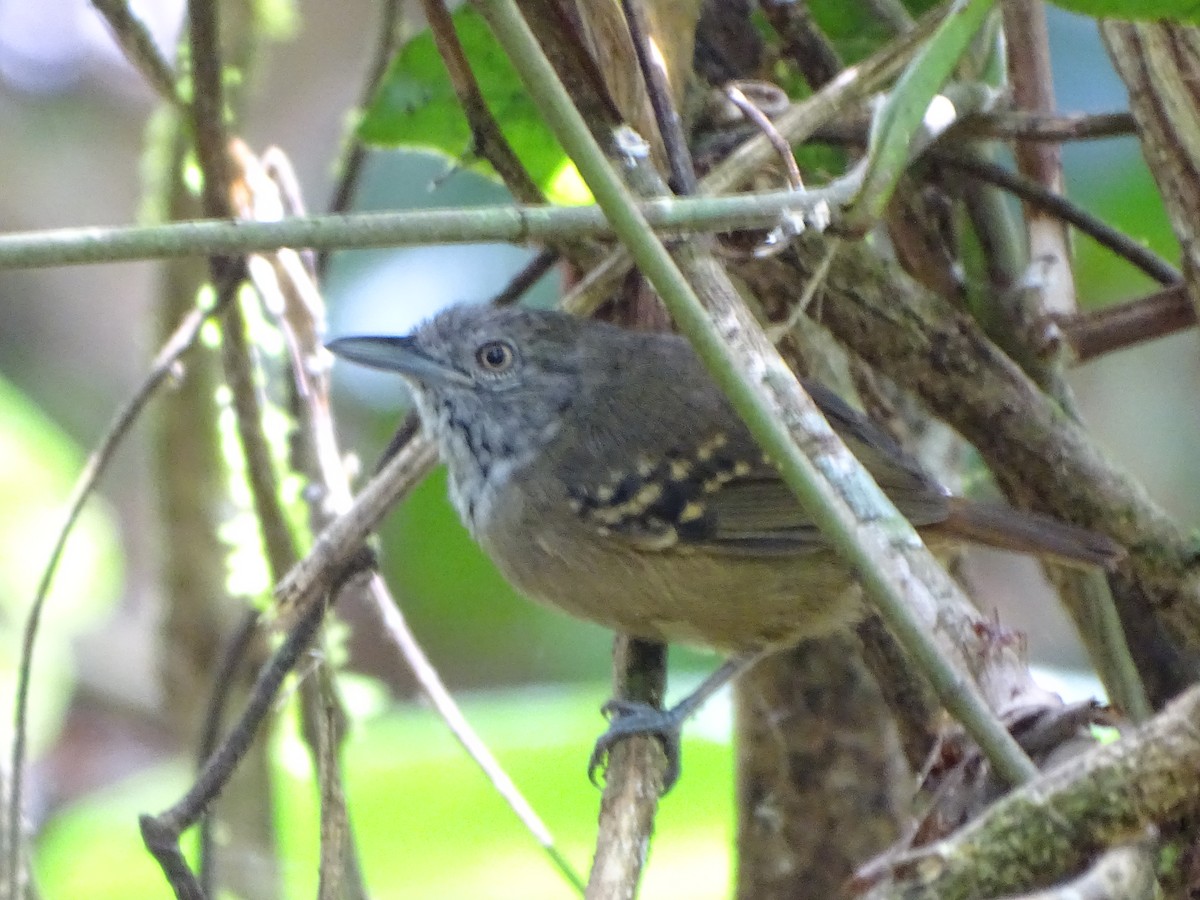 Checker-throated Stipplethroat - ML209992471