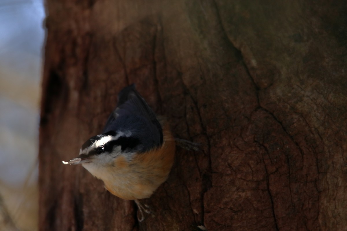 Red-breasted Nuthatch - ML209992851