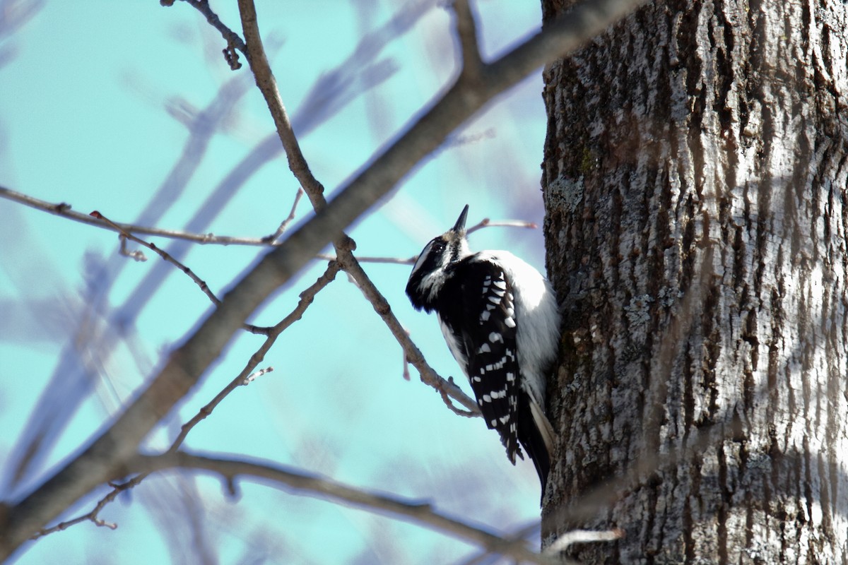 Hairy Woodpecker - ML209992881