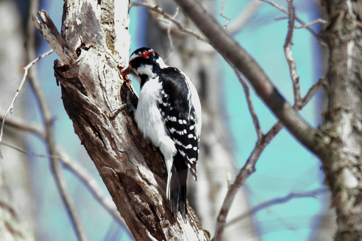 Hairy Woodpecker - Phil Barley