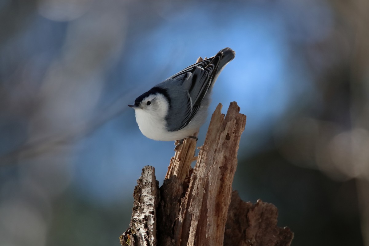 White-breasted Nuthatch - ML209992911