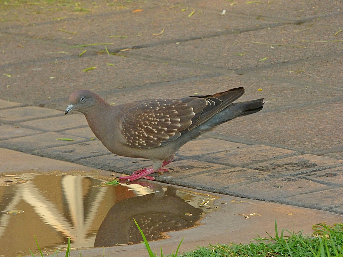 Spot-winged Pigeon - ML209993791