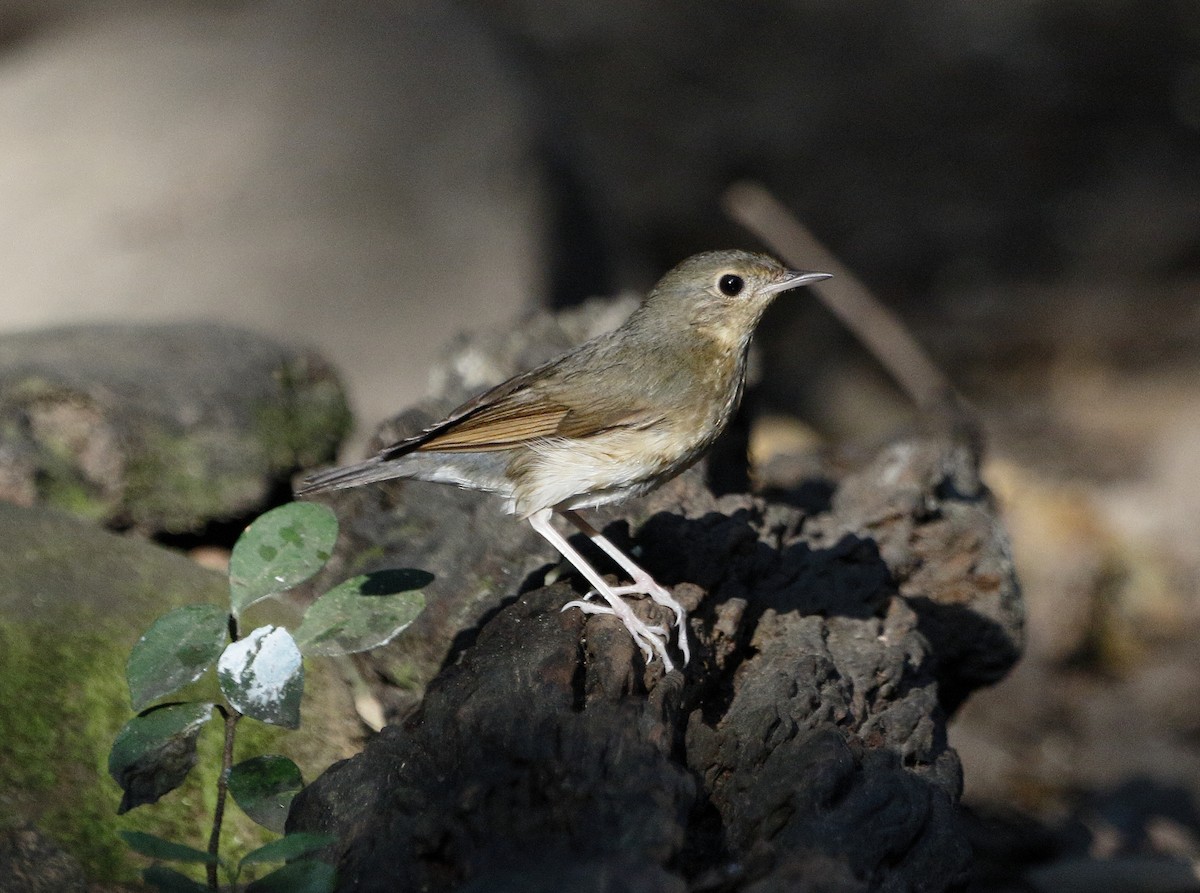 Siberian Blue Robin - ML209993851