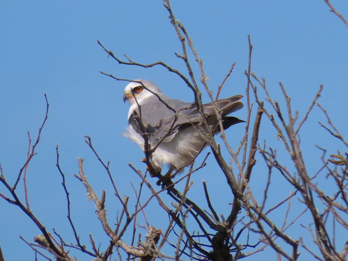 White-tailed Kite - ML209994111