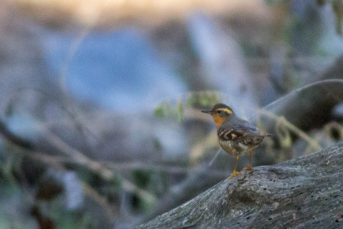 Varied Thrush - ML209997811