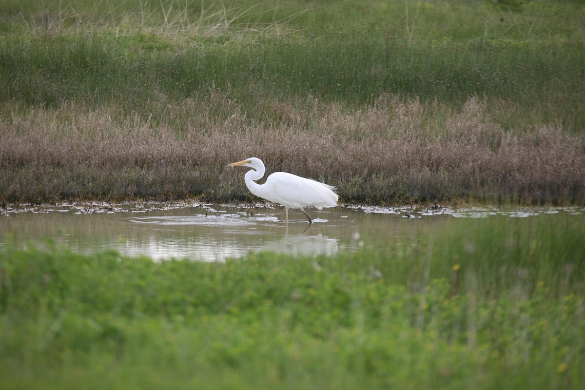 Great Egret - ML209997851