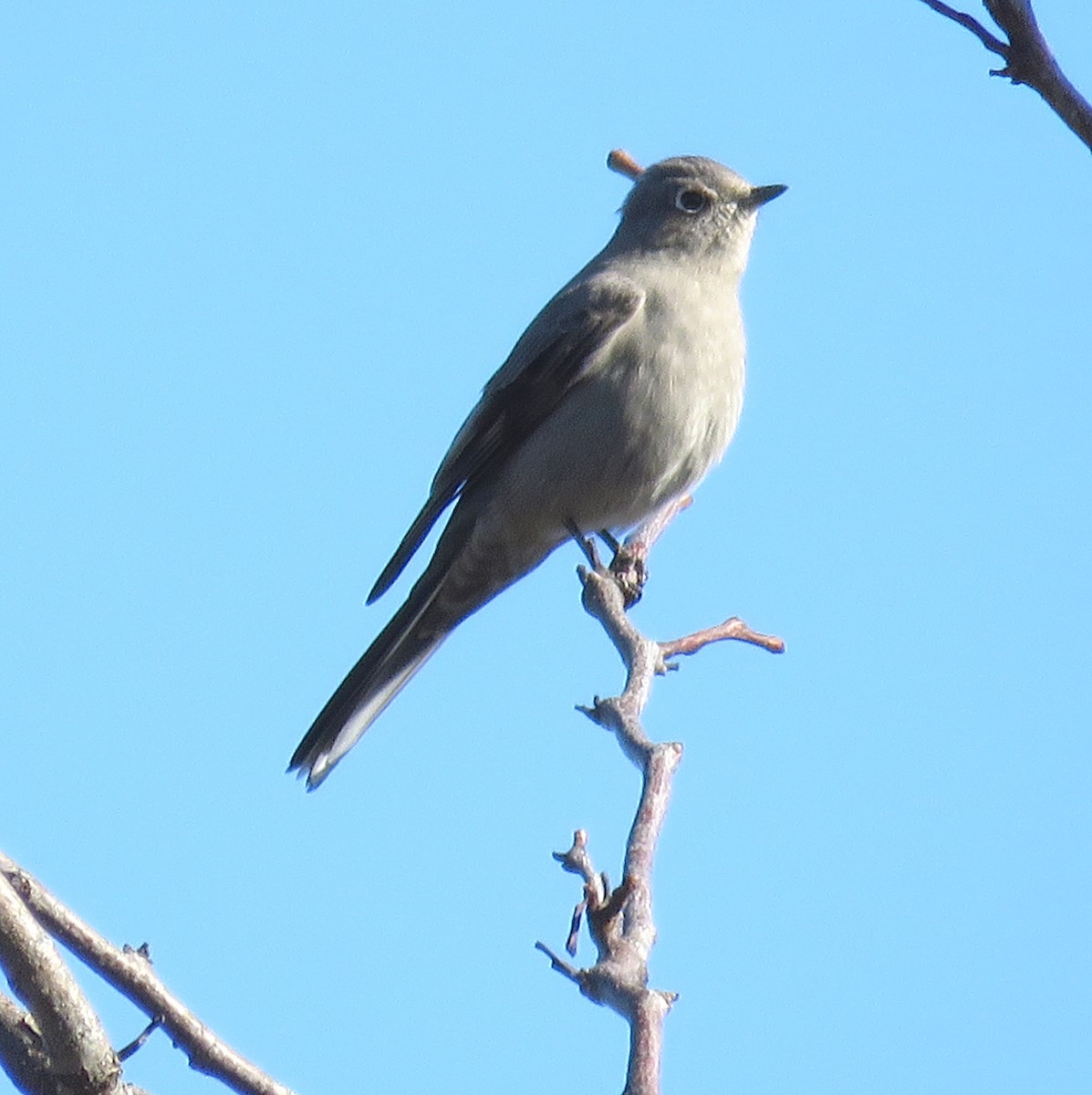 Townsend's Solitaire - ML210001351