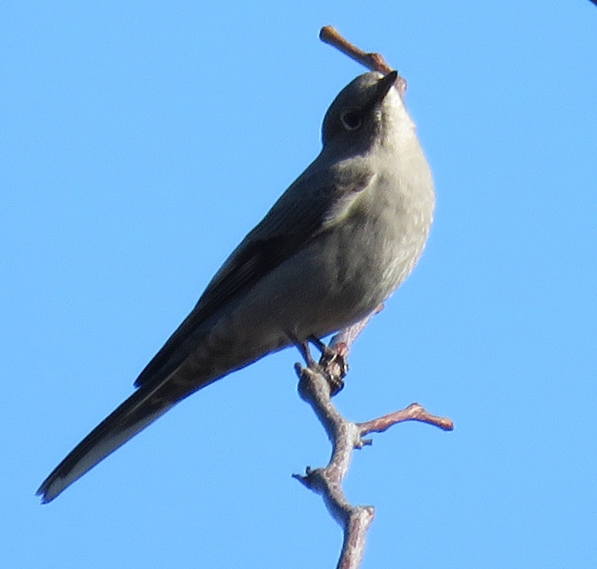 Townsend's Solitaire - ML210001421