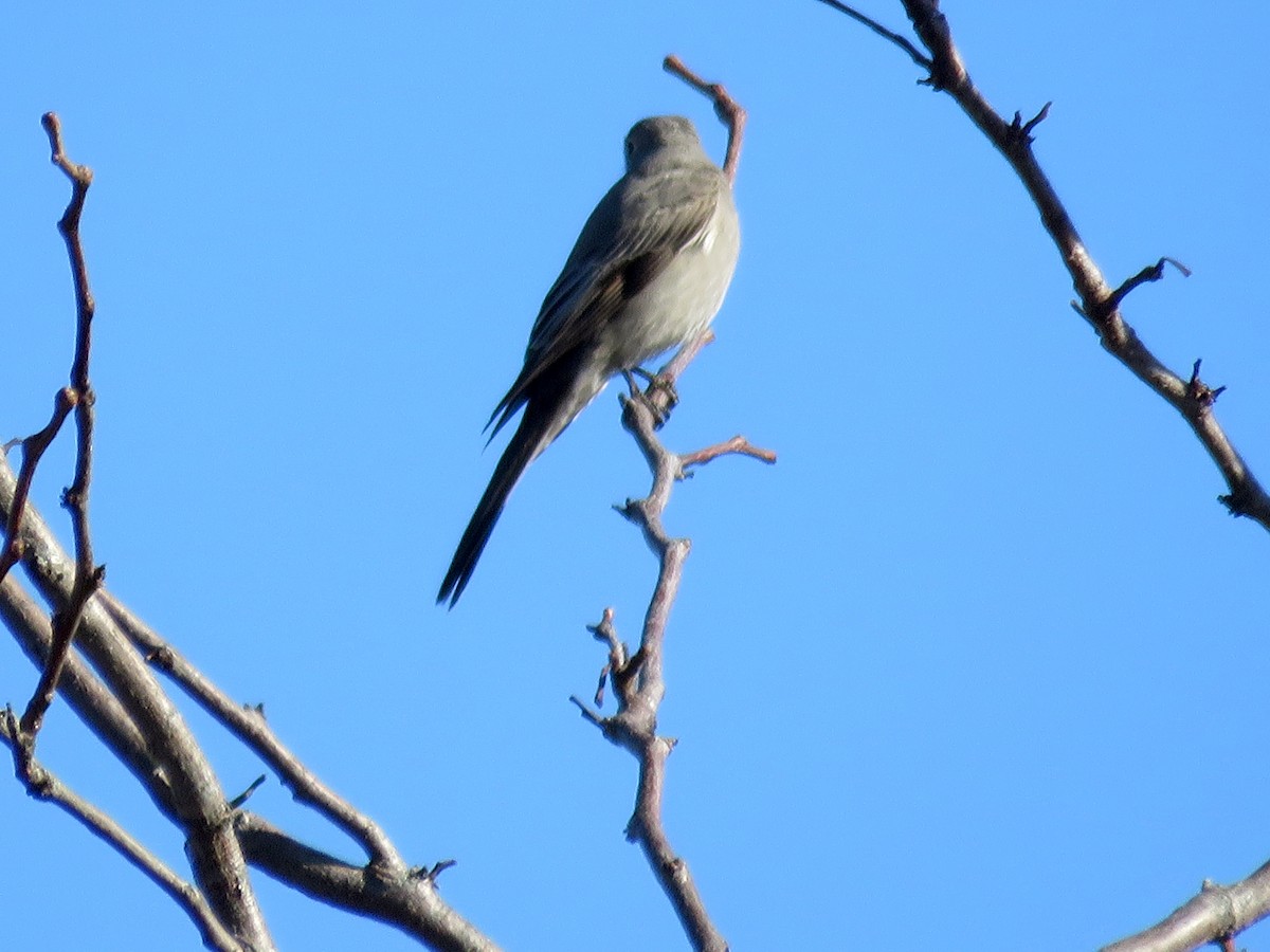 Townsend's Solitaire - ML210001451