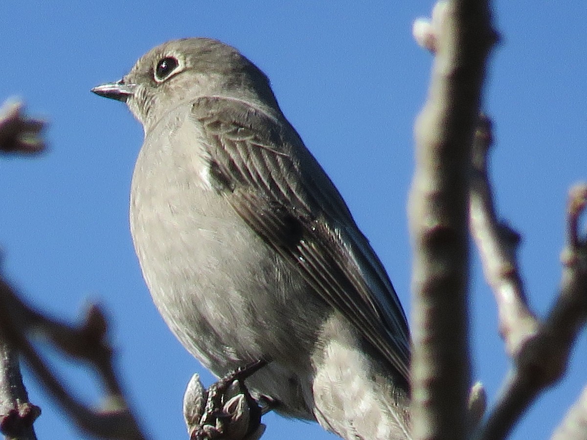 Townsend's Solitaire - ML210001461