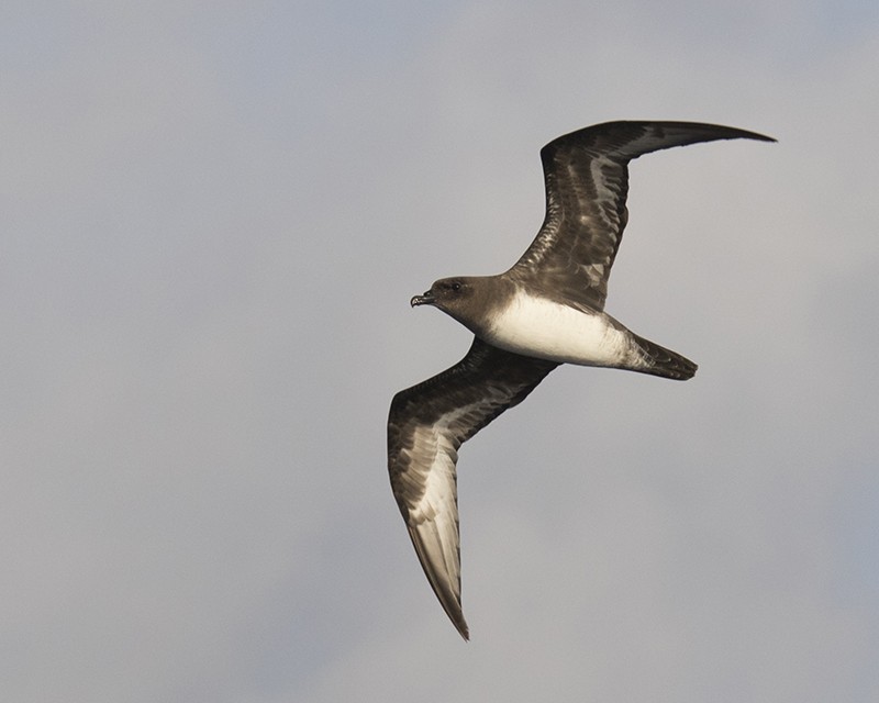 Petrel de Trinidad - ML21000241