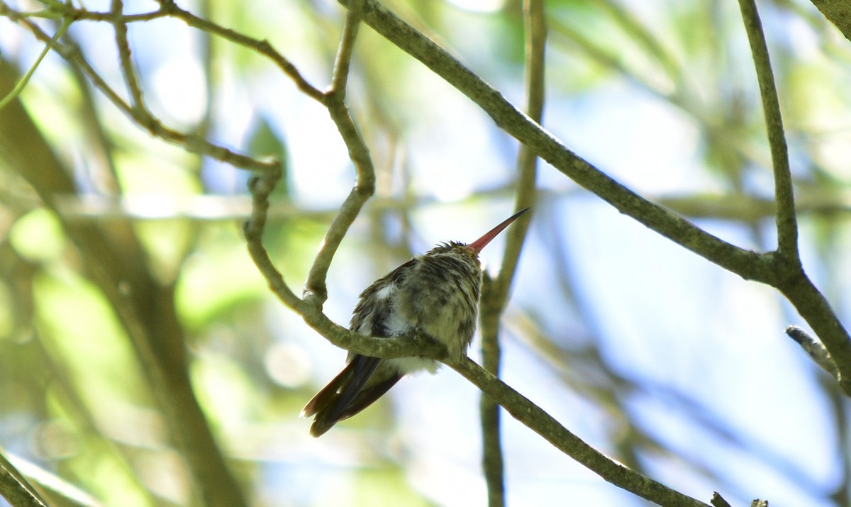 kolibřík lesklobřichý - ML210002521