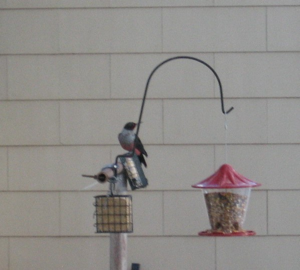 Lewis's Woodpecker - ML210003331