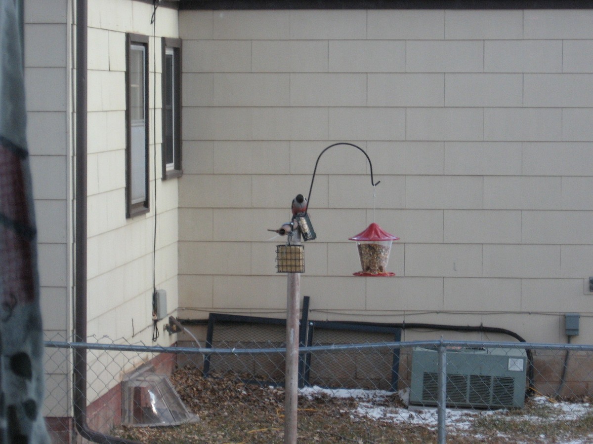 Lewis's Woodpecker - Paul Reiter