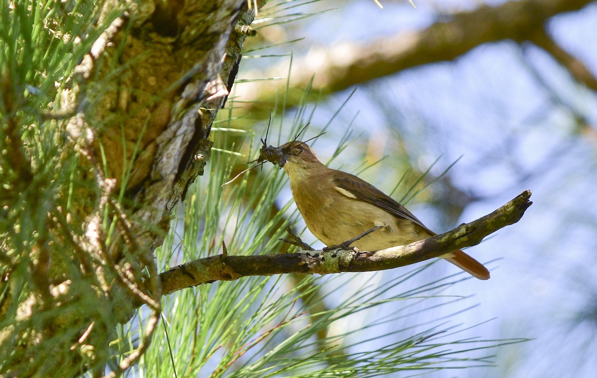 Rufous Hornero - ML210003941