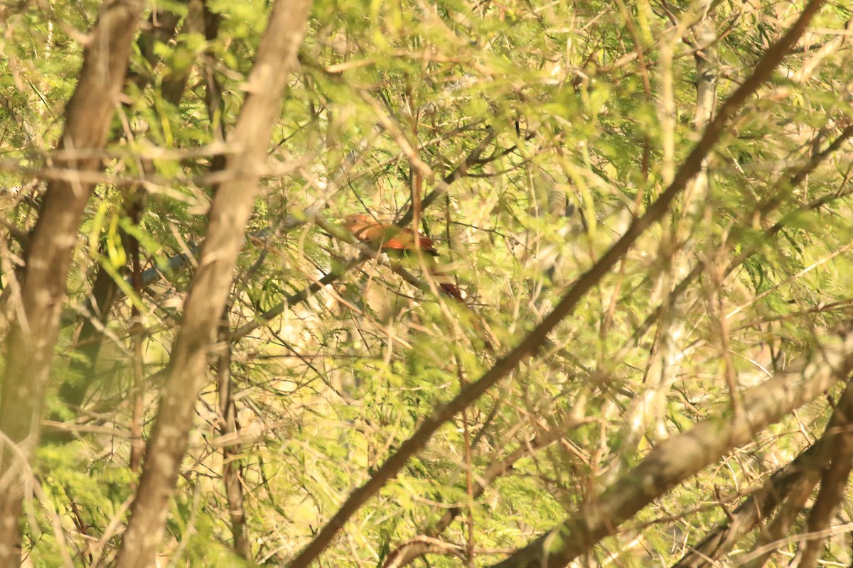 Squirrel Cuckoo (West Mexico) - Rene Valdes 🦜