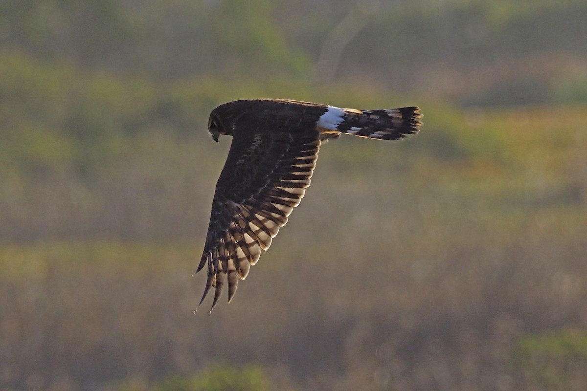 Northern Harrier - ML210005151