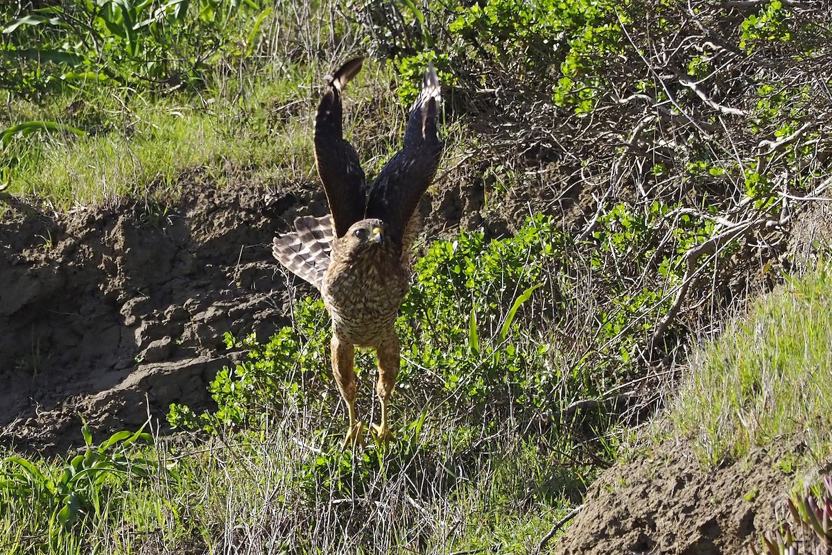 Red-shouldered Hawk - ML210005461