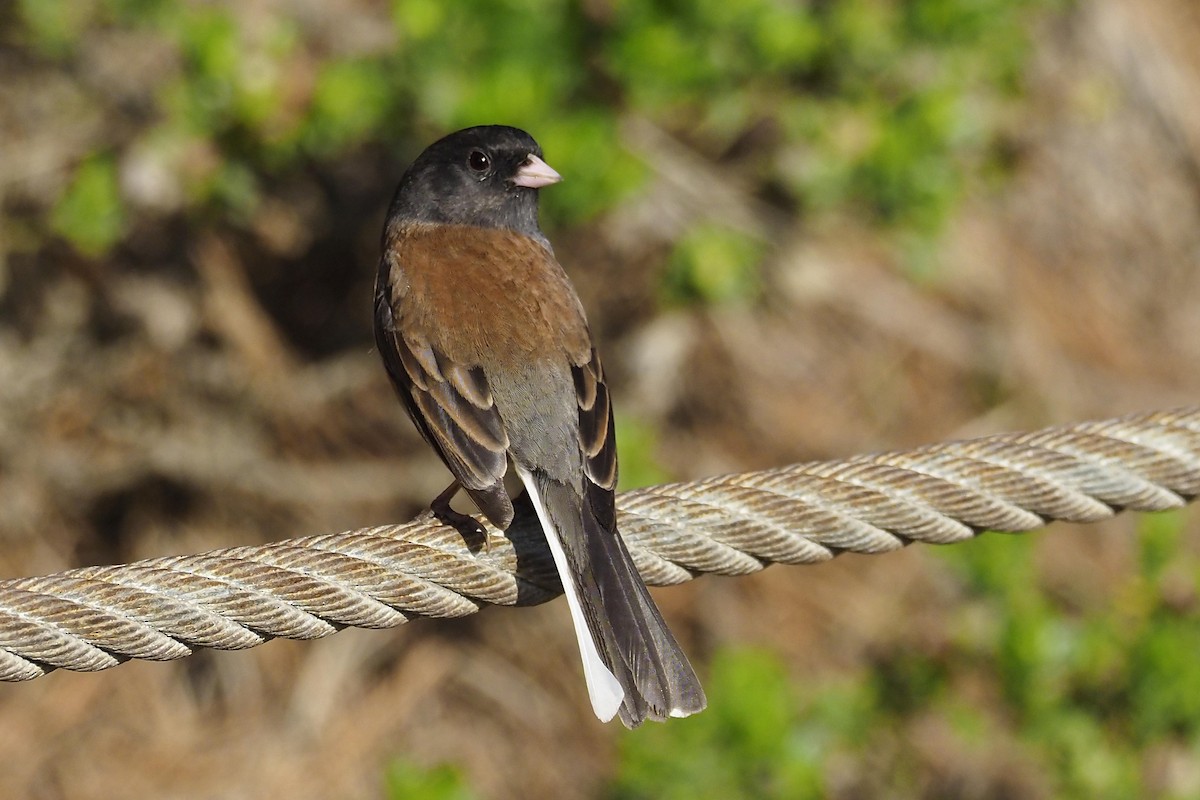 Dark-eyed Junco - ML210005721