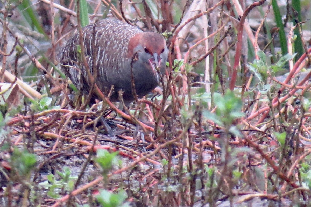 Slaty-breasted Rail - ML210006161