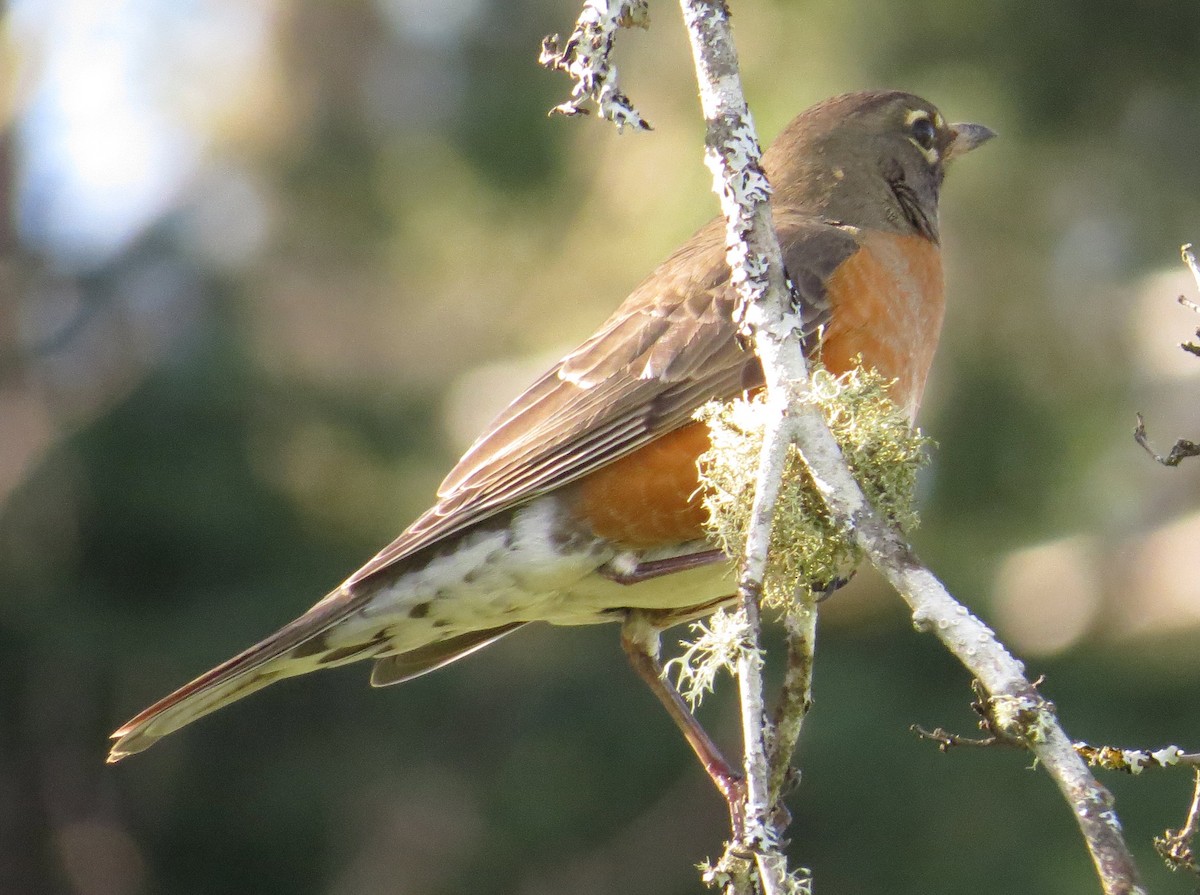 American Robin - Marya Moosman