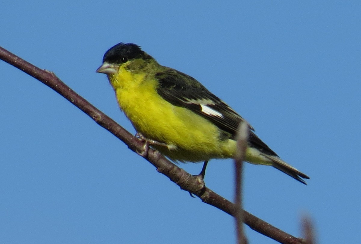 Lesser Goldfinch - Marya Moosman