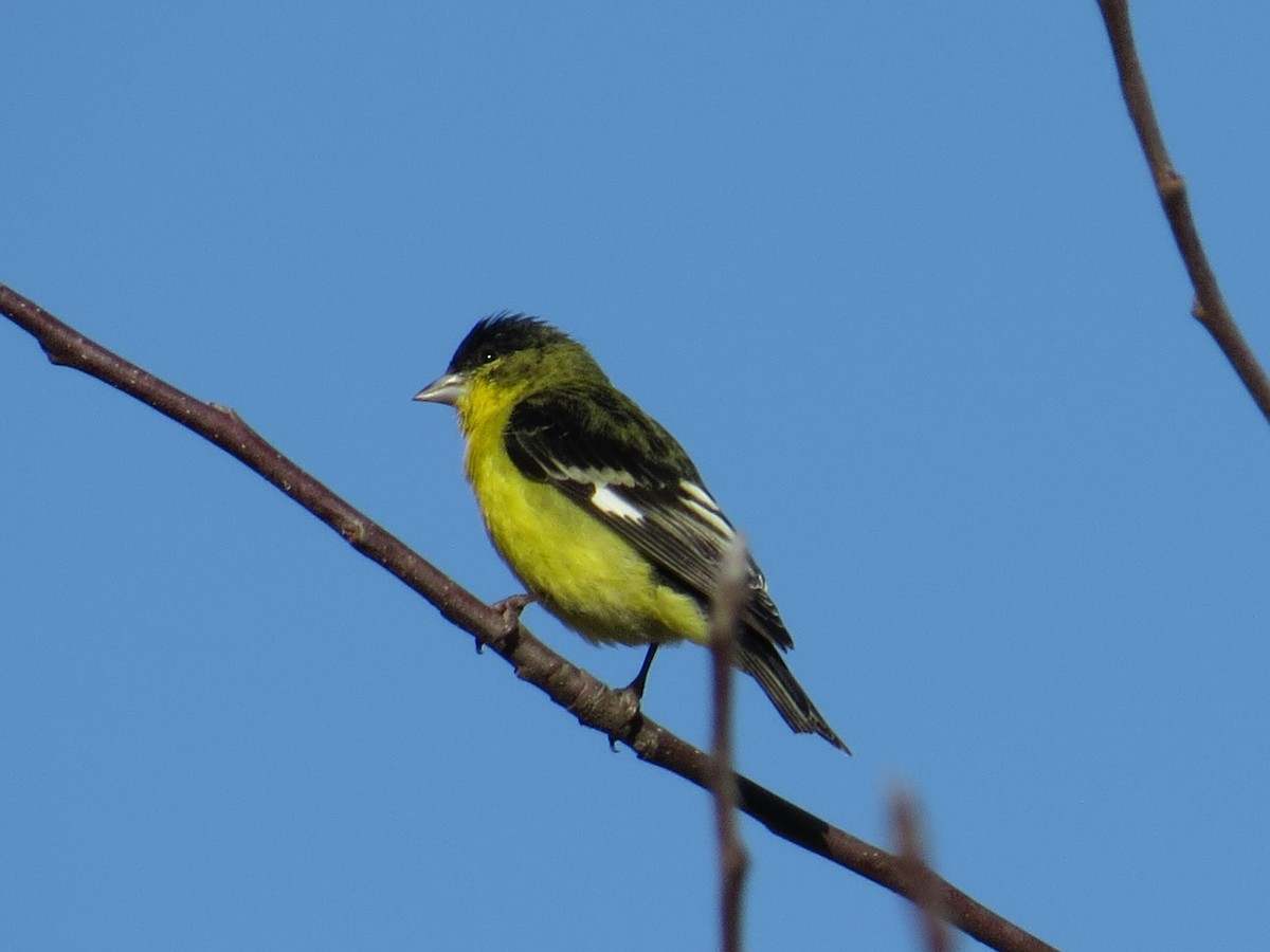 Lesser Goldfinch - Marya Moosman
