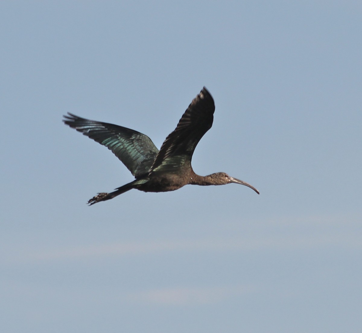 White-faced Ibis - ML21000941