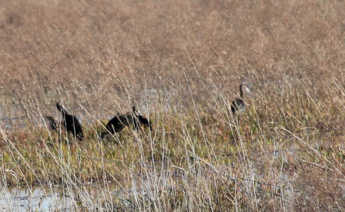 White-faced Ibis - ML21000951