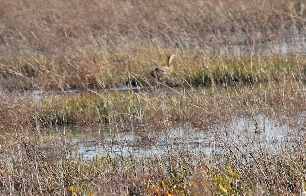 American Bittern - ML21001021