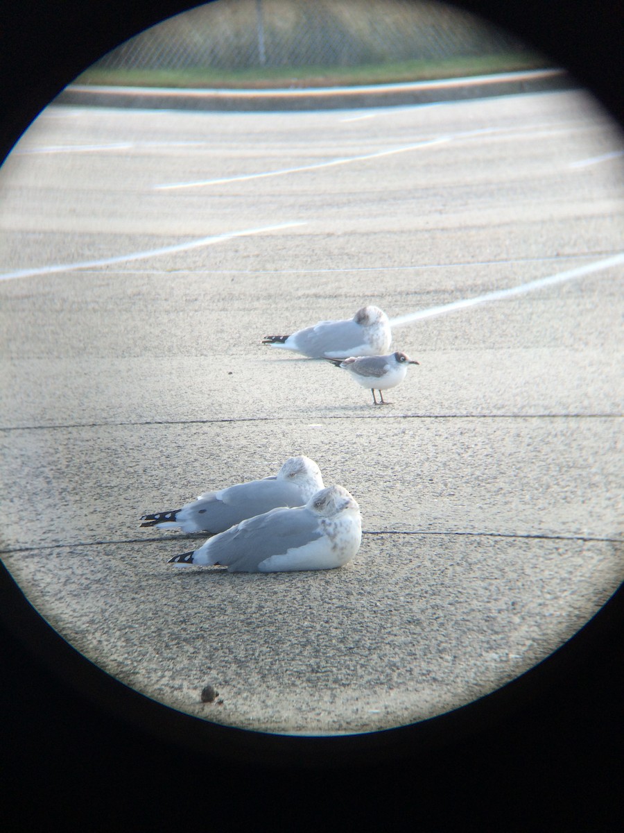 Franklin's Gull - ML21001041